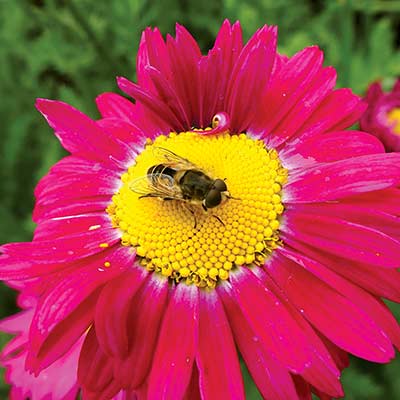 Tanacetum RADIANT™ 'Deep Pink'