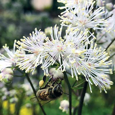 Thalictrum NIMBUS™ 'White'