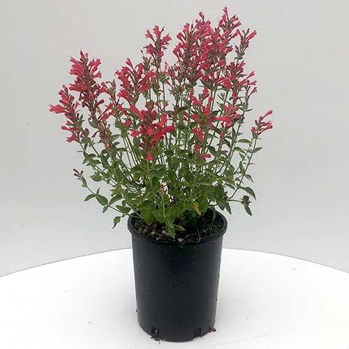 Agastache ‘Kudos Red’