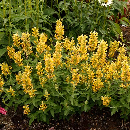 Agastache POQUITO® 'Butter Yellow'