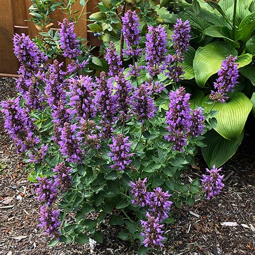 Agastache POQUITO® 'Dark Blue'