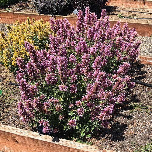 Agastache POQUITO® 'Lavender'