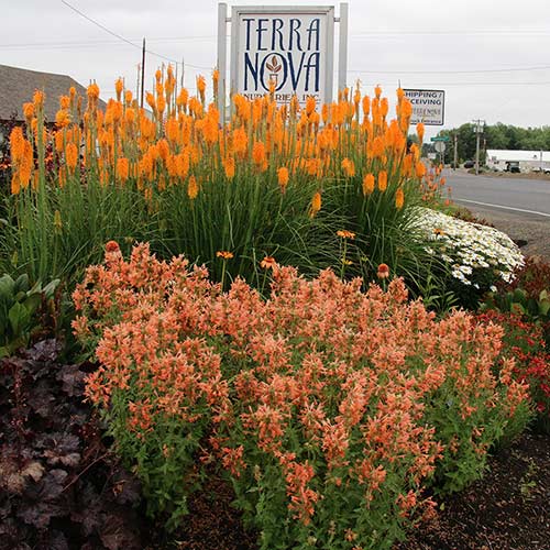 Agastache POQUITO® 'Orange'