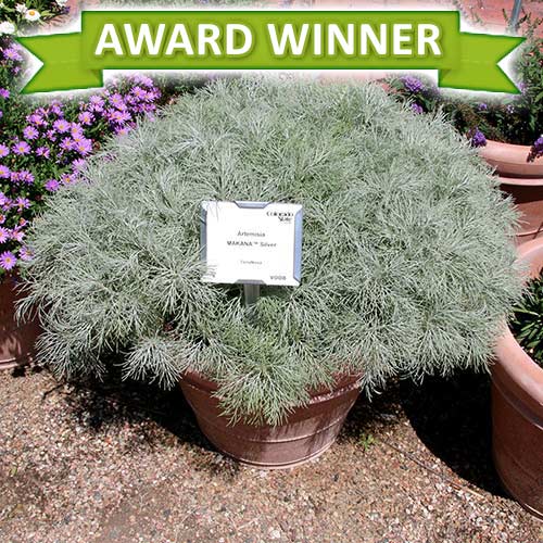 Artemisia MAKANA™ Silver