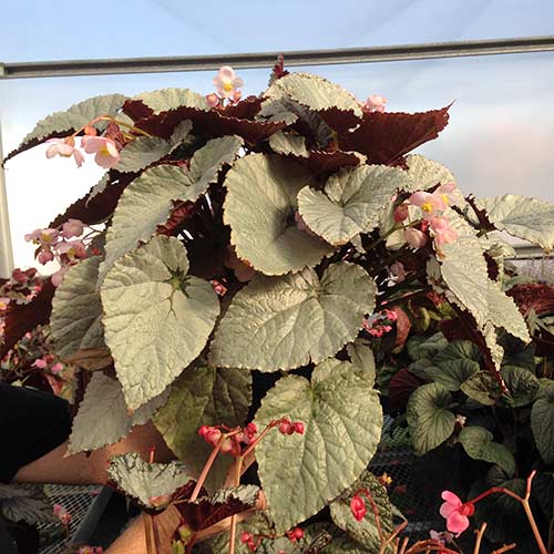 Begonia SILVER™ Treasure