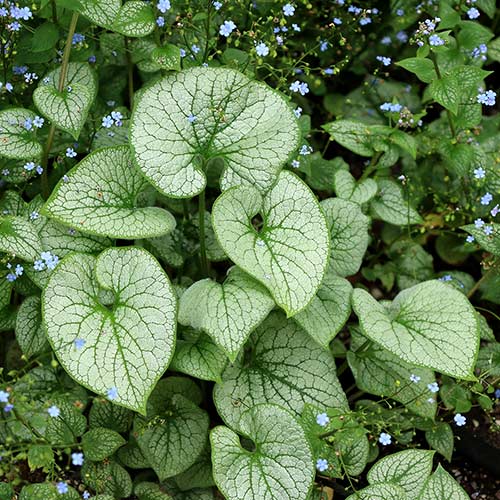 Brunnera ALCHEMY™ Pewter