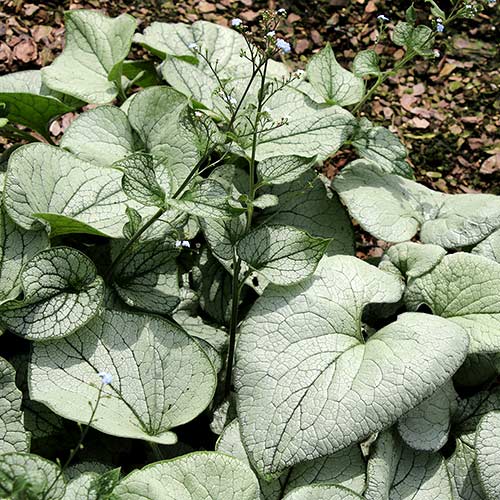 Brunnera ALCHEMY™ Silver
