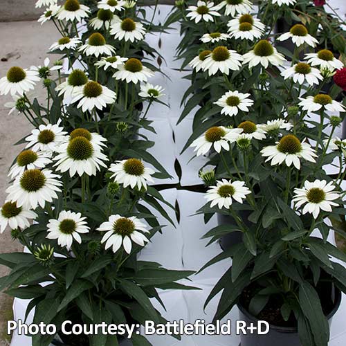Echinacea KISMET® 'White'