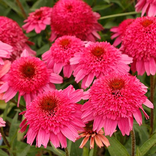 Echinacea PASO DOBLE™ Fuchsia