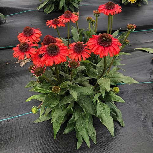 Echinacea PRIMA™ Cinnamon