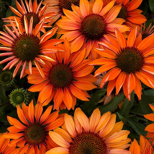 Echinacea PRIMA™ Ginger