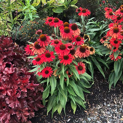 Echinacea PRIMA™ Ruby