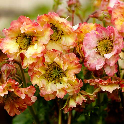 Geum PRETTICOATS™ Peach