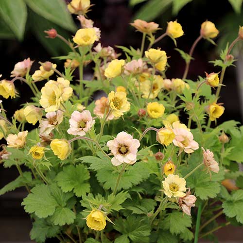 Geum TEMPO™ Yellow