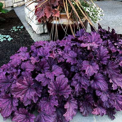 Heuchera FOREVER® 'Purple'