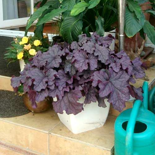 Heuchera GRANDE™ Amethyst
