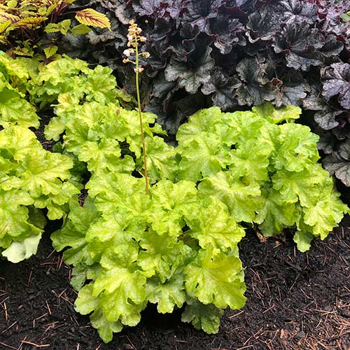 Heuchera 'Lemon Supreme'