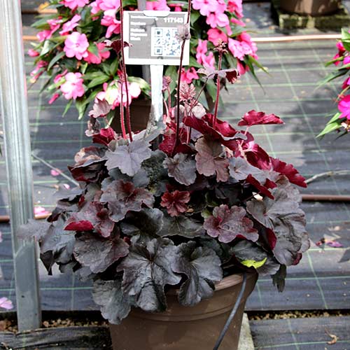 Heuchera NORTHERN EXPOSURE™ Black
