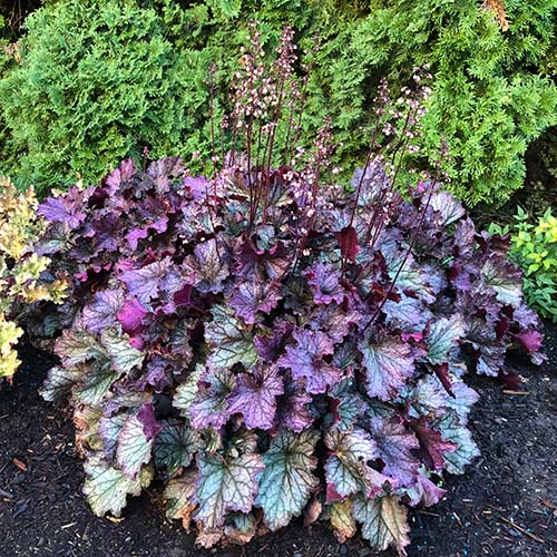 Heuchera NORTHERN EXPOSURE™ Purple