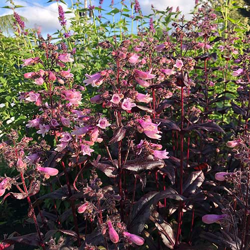 Penstemon DAKOTA™ Burgundy