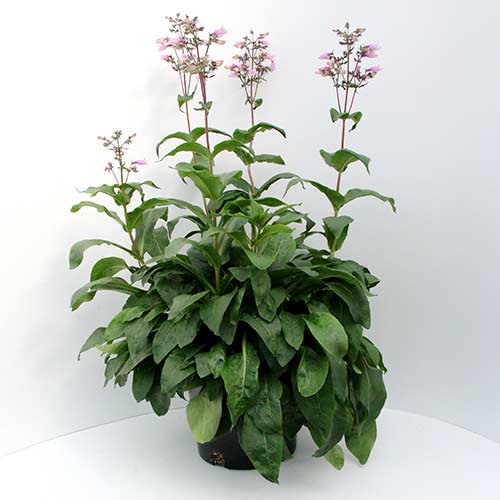 Penstemon DAKOTA™ Verde