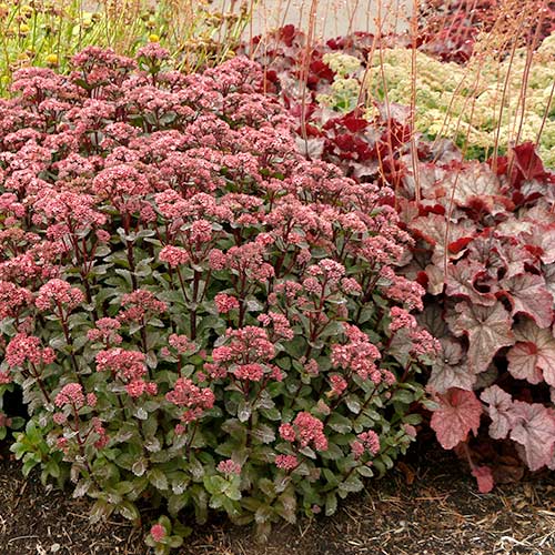 Sedum 'Double Martini'