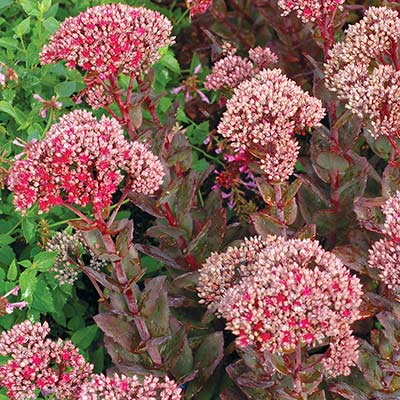 Sedum 'Thunderhead'