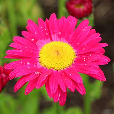 Tanacetum RADIANT™ 'Deep Pink'