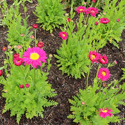 Tanacetum RADIANT™ 'Deep Pink'