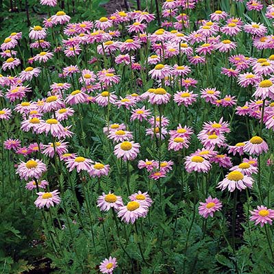 Tanacetum RADIANT™ 'Light Pink'