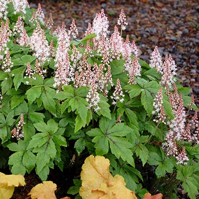 Tiarella 'Crow Feather'