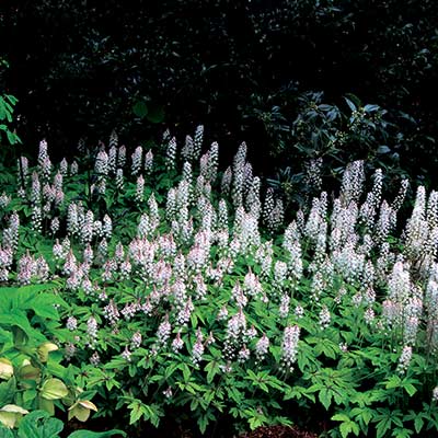 Tiarella 'Jeepers Creepers'