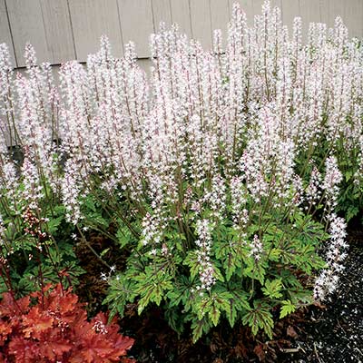 Tiarella SYLVAN™ 'Lace'