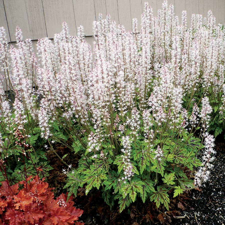 Tiarella SYLVAN™ 'Lace'