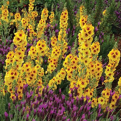 Verbascum 'Gold Nugget'