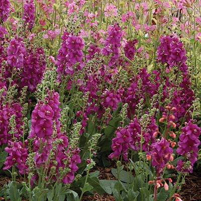 Verbascum 'Sugar Plum'