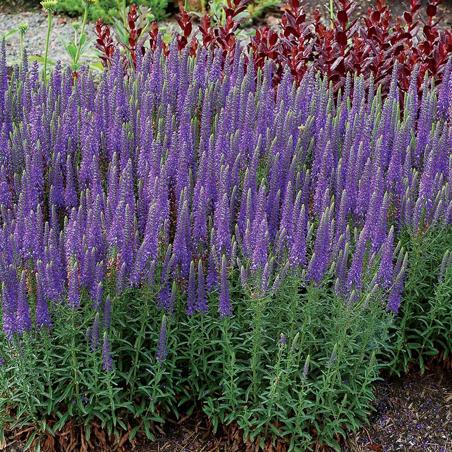 Veronica VENTURE™ 'Blue'