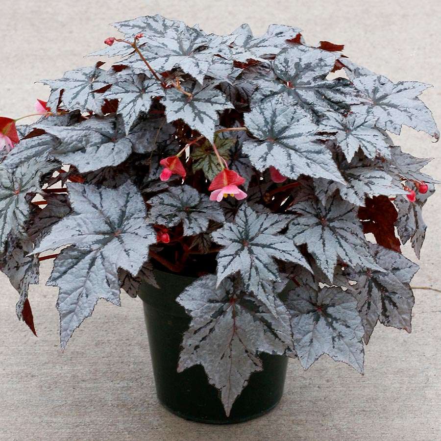 Begonia HOLIDAY™ 'New Year's Eve'
