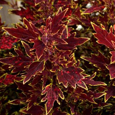 Coleus FLYING CARPET™ 'Sultan'