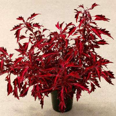 Coleus NOVA® 'Red Flare'