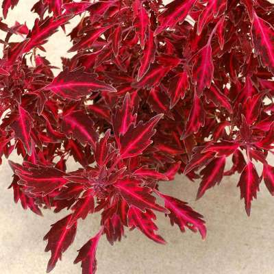 Coleus NOVA® 'Red Flare'