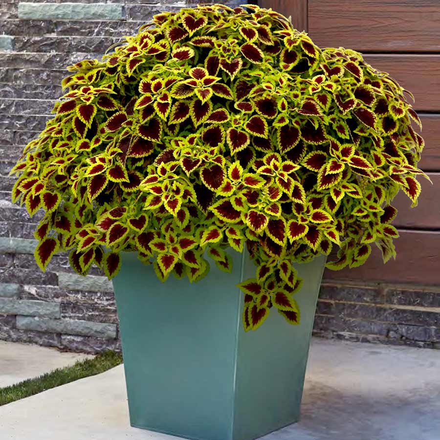 Coleus NOVA® 'Roly-Poly'