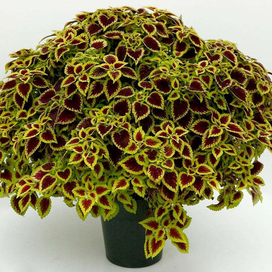 Coleus Roly Poly Coleus NOVA® ‘Roly-Poly’ | TERRA NOVA® Nurseries, Inc.