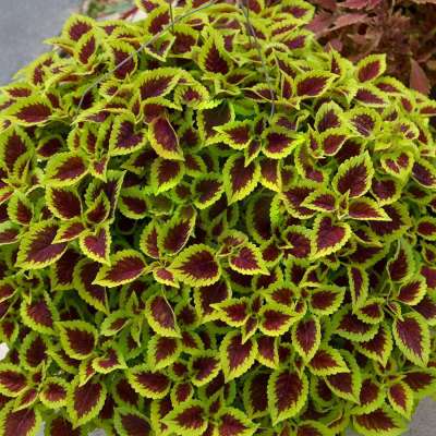 Coleus NOVA® 'Roly-Poly'