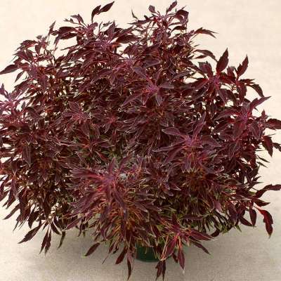 Coleus TERRA NOVA® 'Burgundy Breeze'