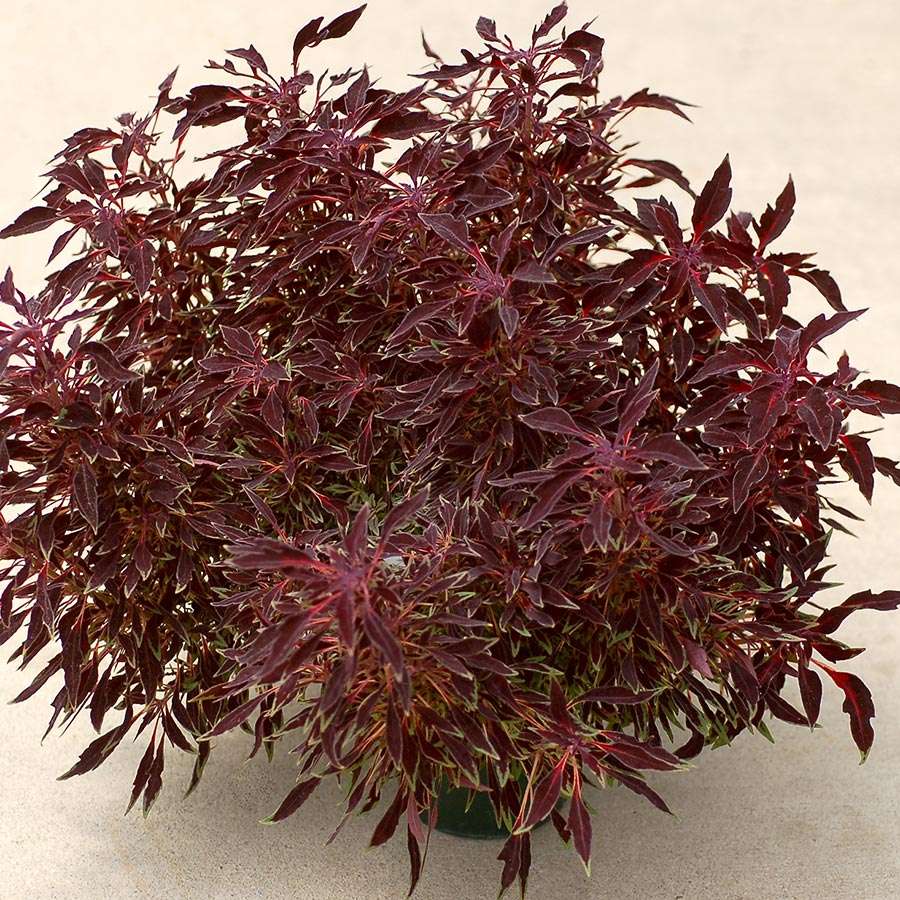 Coleus TERRA NOVA® 'Burgundy Breeze'