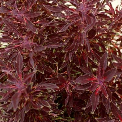 Coleus TERRA NOVA® 'Burgundy Breeze'