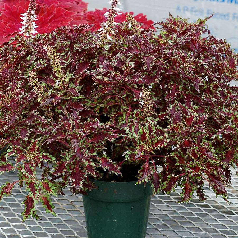 Coleus TERRA NOVA® 'Burgundy Filigree'