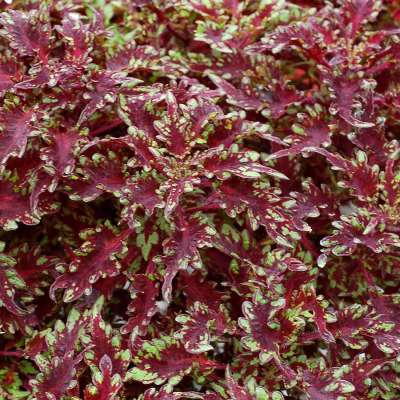 Coleus TERRA NOVA® 'Burgundy Filigree'