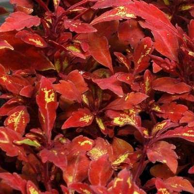 Coleus TERRA NOVA® 'Fall Flames'